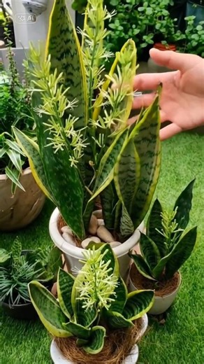 How I Forced My Snake Plant to Bloom Like This‼️