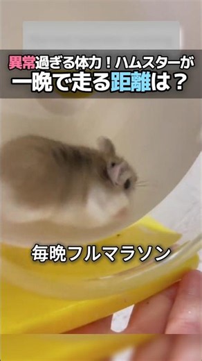 Insane Stamina! How Far Do Hamsters Run in One Night? #WholesomeShorts #Animals #Hamster #Trivia