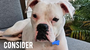 3.7K views · 74 reactions | Check out some of our adoptable nubs! Ready to join your family today. Adopt: https://carolinaboxerrescue.org/adoption-application/ View our dogs: https://carolinaboxerrescue.org/available-dogs/ | Carolina Boxer Rescue | Facebook