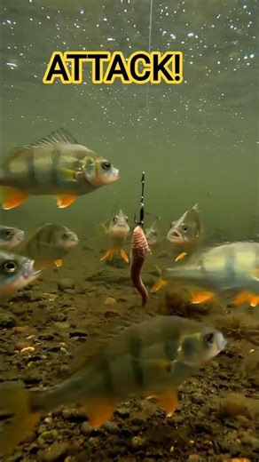 POV: Fish Are Coming For You! 😳 #Shorts #youtubeshorts #fishing #usa #fisherman