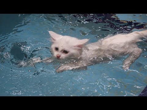 Van cats enjoy swimming in custom-made pools in Turkey