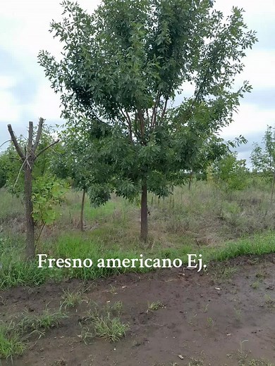 El fresno americano, fresno de la Carolina, fresno blanco (Fraxinus americana) es una planta de hojas color verde con intenso viraje al amarillo en el otoño. Sus frutos son tipo sámara. Es un árbol de crecimiento rápido, que puede alcanzar una altura de 25 a 30 metros. Se desarrolla muy bien en suelos húmedos. #fresnoamericano #fraxinus #fraxinusamericana #lasplantas #plantas #arbolesyflores #arbolesurbanos #arbolesencampo #plantasfrutales #librodelviveroatucasaguiaparaelcuidadodetusplantas #lib