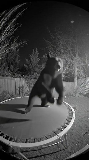 “Funny moments of animals caught on CCTV”