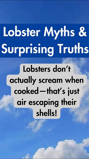 Masons Lobster Scottsdale on TikTok