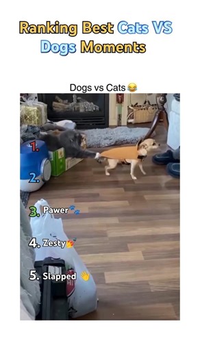 Ranking the Funniest Dog vs Cat Moments 🐶🐱