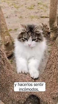¡No hagas esto con tu gato! Lo odia profundamente #gatos #comportamientofelino #mascotas