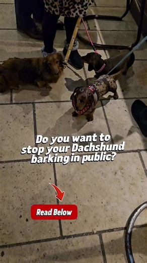 Understanding Dachshund Barking: Solutions for Calmness