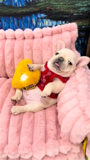 Miami french bulldogs on Instagram: "✅✅✅ 💤 Tiny paws, milk drunk dreams, and the sweetest little snores 🥹💗 There is nothing more peaceful than a pile of cute sleeping puppies wrapped in warmth and love. Watching these newborn French Bulldog babies nap together is pure serotonin. Soft bellies, twitching whiskers, tiny pink toes… this is what heaven looks like. If you needed a reminder to slow down today, let it be this: rest is sacred, love is simple, and puppy cuddles fix everything. Tag some