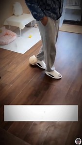 30K views · 93K reactions | Meet the Smallest and Smartest Dog in the World! | Petsux | Facebook