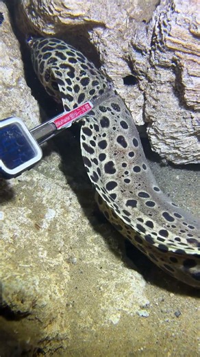 #catchthesea #fishing #rivercrab #beach #deepsea #nature #diving #fish #eel #crab