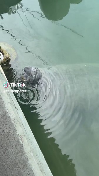 The best favorite animal @Ze Frank @Joe schmo citizen #manatee #fyp #viral #zefrank #floridakeys