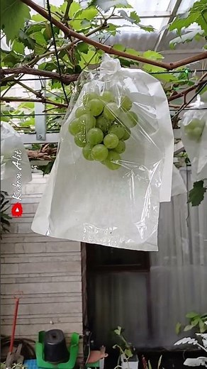 Kebun anggurku #satisfying #grape #shorts