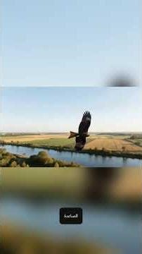 طائر الحِداء الحدأة #معلوماتطيور