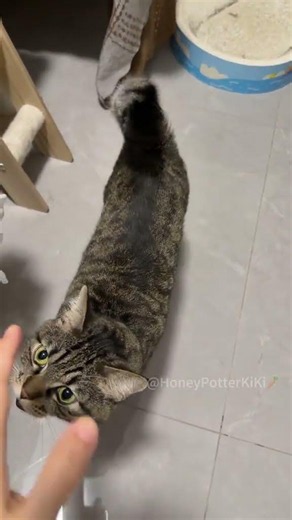 Do You Touch This Tabby? Meet the adorable life of a cute kitten! Tabby Cat Kitty Cat's Da