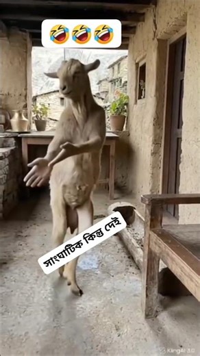 Funny Goat Dancing to Assamese Song | Funniest Goat Meme Video 2026