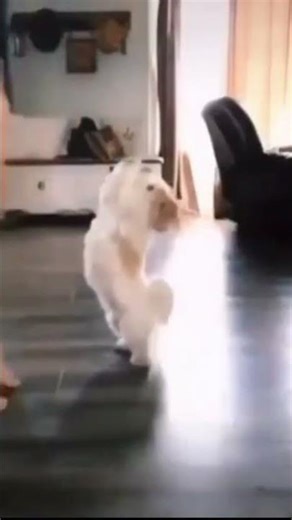 Interação entre cachorro e humano. "Interaction between dog and human" #shorts