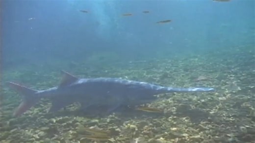 PADDLEFISH -- How big are these fish and how long can they live? Find the answers quickly in this 20-second video. | Missouri Dept. of Conservation