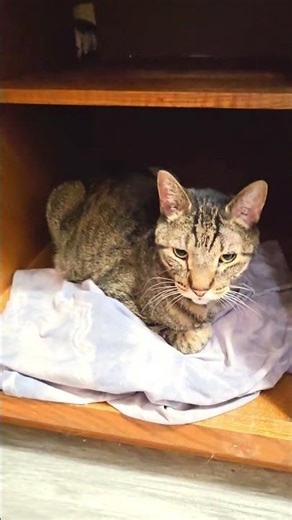 Pete can get in and out of this cabinet, which i keep empty, with one of my t shirts 👕. a safe spot.