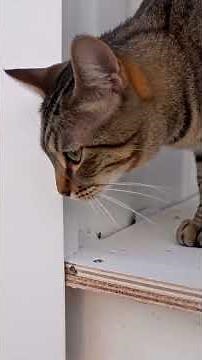 Rusty Container to Dream Cat Shelter #catvideos