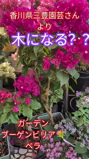 香川県三豊園芸さんよりガーデンブーゲンビリア💐ベラ！