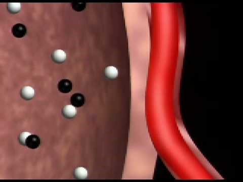 Gas exchange in the Lungs