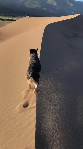 Exploring Sand Dunes with Tex the Dog