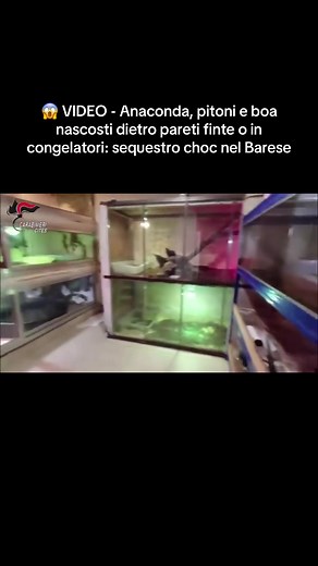 Sequestro choc rettili pericolosi nel Barese
