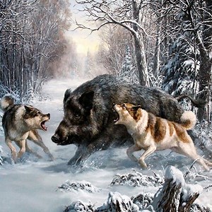 14K views · 354 reactions | Natural Animal Channel - Hunting Wild Boar ------------------ #wildlife #wildanimal #wildboar | Natural Animals | Facebook