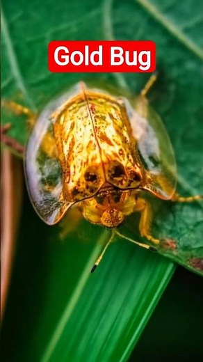 Gold Bug | Golden Tortoise Beetle | Insect | Kannappan Ashary #nature #wildlife #animals #insects