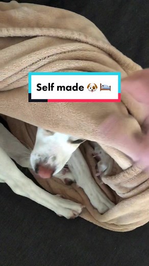 DIY Dog Bed: Creating a Cozy Nest for Your Pup