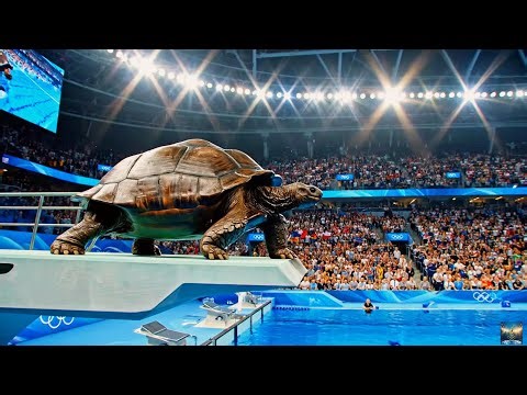 The Olympic Diving Championship🏆| Animal Olympics diving board | Which National Animal Dives BEST?