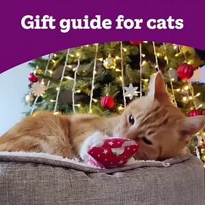 Looking to treat your moggy mate to a new toy this year? Here are our top seven gifts we recommend! Let us know in the comments if you are gifting your cat something this year. 🐾 🎁 | Cats Protection