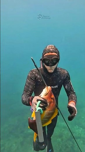 Hawaiian Sling Spearfishing in The Bahamas! #fishing #spearfishing