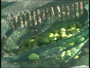 Cueillette de la Picholine à Bezouce