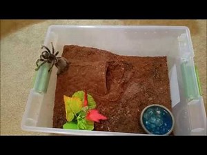 Why Rose Hairs Don't Make Good First Tarantulas
