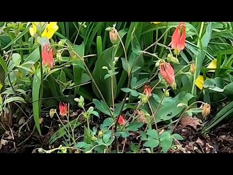 How I grow and transplant columbine #gardeninginmyyard