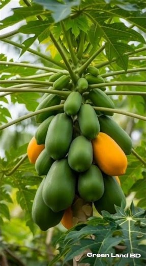 You WON'T BELIEVE Daily Life of Bangladeshi Farmers in Papaya Fields