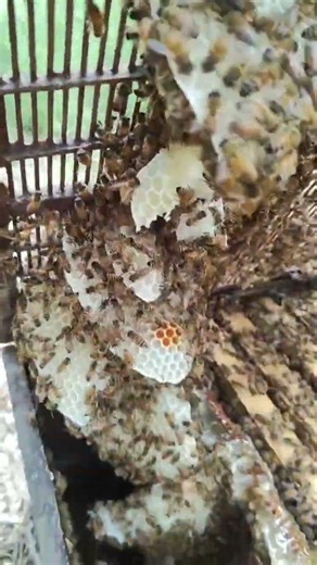 😳 Inside the Hive 🐝 #beekeeping #HappyBee China #Beekeeping #HoneyHarvest #HoneyBee #Shorts