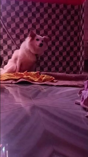 female dog baby delivery , Pomeranian giving birth