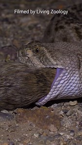 The Western diamondback rattlesnake (Crotalus atrox) is an important species for desert ecosystems in the southwestern USA and northern Mexico. This common pit viper controls rodent populations. We were recently lucky to observe one Western diamondback rattlesnake being busy controlling the numbers of rodents in its home range 🙂 #livingzoology #venomoussnakes #snakephotography #snakes #snake #snakevideo #amazingsnakes #reptiles #reptile #wildlife #pitviper #rattlesnake #crotalus #crotalusatrox 