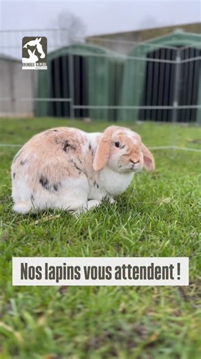 🐰 APPEL À L’ADOPTION – NOS LAPINS VOUS ATTENDENT ! Au refuge, nous hébergeons de nombreux lapins issus de situations difficiles : abandons après des achats irréfléchis, négligence, parfois même maltraitance. Aujourd’hui, grâce aux soins et à l’attention de nos équipes, ils sont rétablis, en sécurité, mais ils attendent encore l’essentiel : une nouvelle vie, une nouvelle chance, une famille pour la vie ! Tous nos lapins sont : ✔️ stérilisés ✔️ vaccinés ✔️ adoptés sous contrat d’adoption 😰 Face 