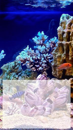 Phosphate remover for fresh and saltwater aquariums. https://loom.ly/-cr0Fds #GFO #phosphatereducer #clean #healthy #water #kolarlabs | Kolar Labs | Facebook