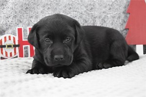 Champ - Labrador Retriever Puppy C3D189