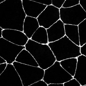 62 reactions · 12 shares | The Allen Cell Collection contains over 50 high quality fluorescently tagged human iPSCs that illuminate key cellular structures ~ openly available to empower the research community. #OpenScienceWeek | Allen Institute | Facebook