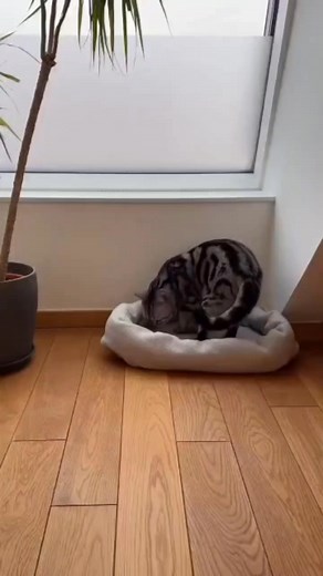 How to make a pet bed from an old blanket.. | Fifty Shades Of Age