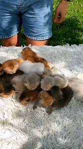 Happy 1st day of spring...the month of cat 😺 | Cat Memes