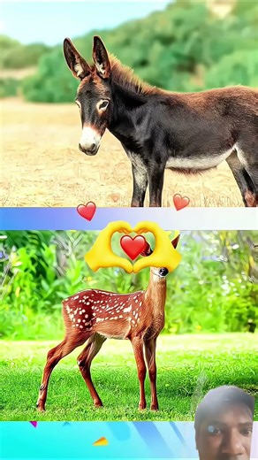 #animals #amazingfacts #changeyourmindsetchangeyourlife £ #mehuljainpaheliyan #gkinhindi