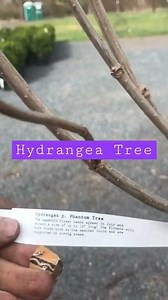 Hydrangea phantom tree at Highland Hill Farm near Philadelphia 215 651 8329