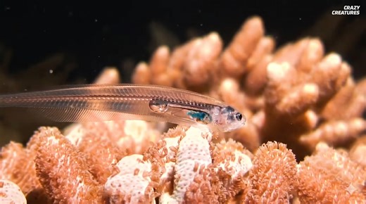 Watch what happens when a fish hides inside another animal to avoid predators