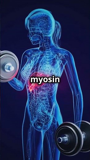 How Muscles Contract